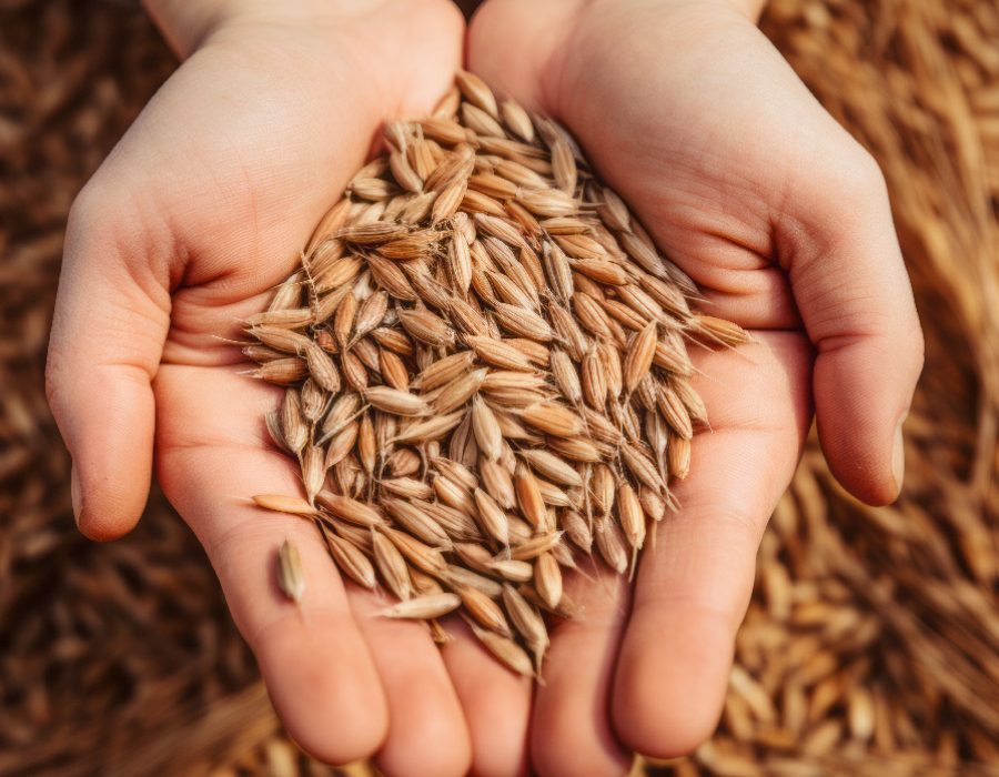 Paddy Selection